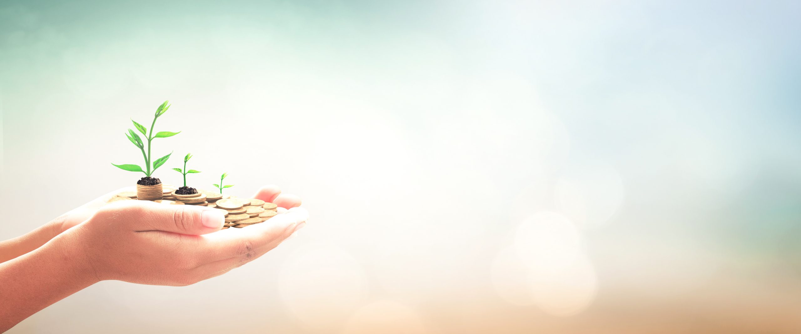 Wide panorama of human hands holding seedling on coins, concept of sustainability investment, financial and  growth